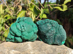 Natural Botryoidal Malachite Specimens x 6 From Congo