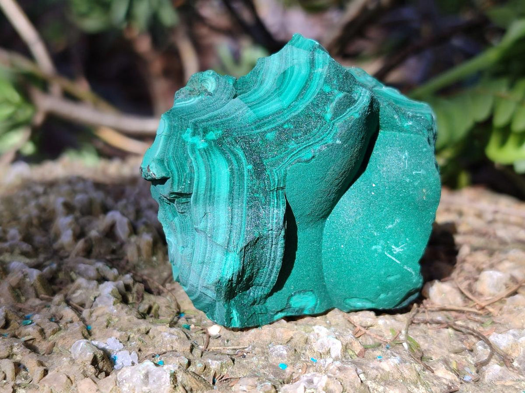 Natural Botryoidal Malachite Specimens x 6 From Congo