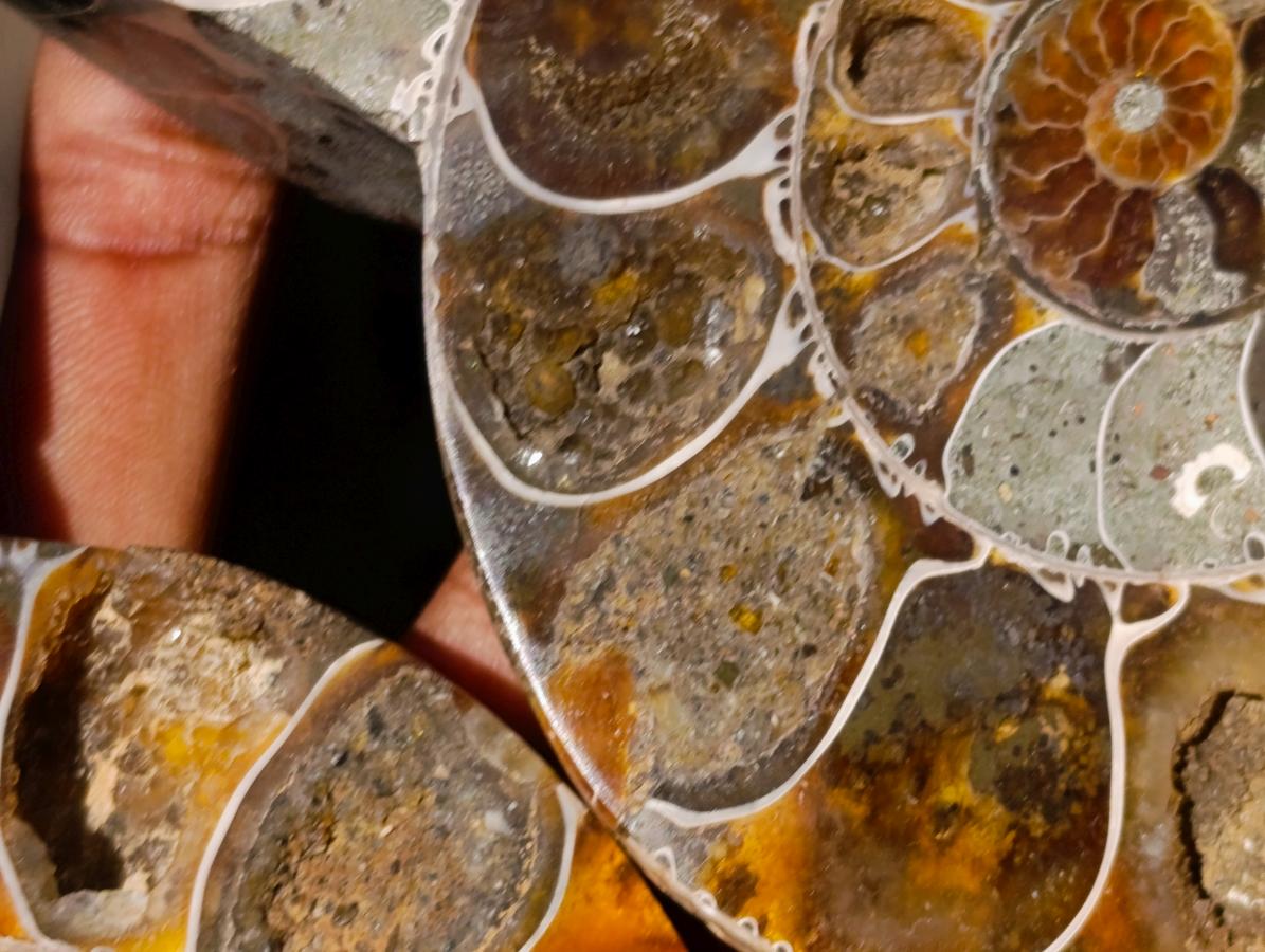 Polished Large Cleoniceras Ammonite Fossil Pairs x 2 pairs From Tulear, Madagascar - Toprock Gemstones and Minerals 