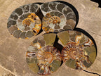 Polished Large Cleoniceras Ammonite Fossil Pairs x 2 pairs From Tulear, Madagascar - Toprock Gemstones and Minerals 