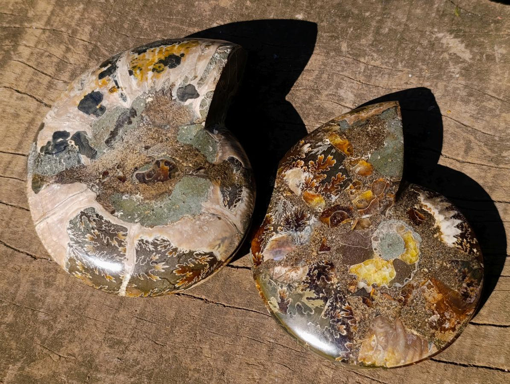 Polished Large Cleoniceras Ammonite Fossil Pairs x 2 pairs From Tulear, Madagascar - Toprock Gemstones and Minerals 