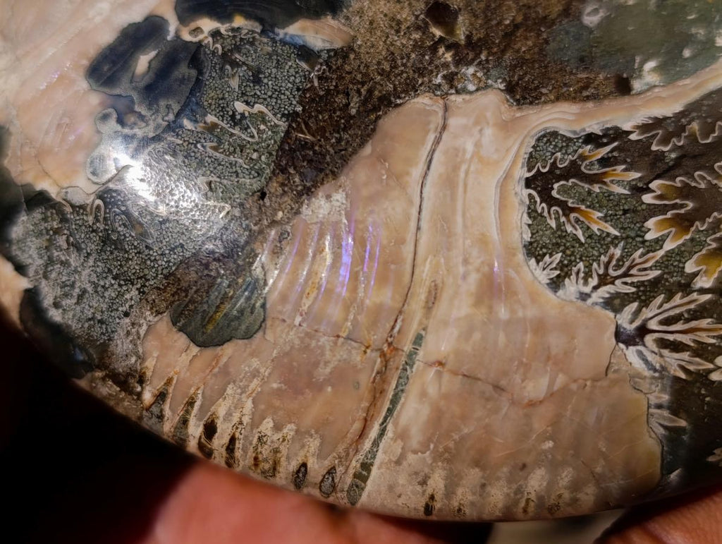 Polished Large Cleoniceras Ammonite Fossil Pairs x 2 pairs From Tulear, Madagascar - Toprock Gemstones and Minerals 