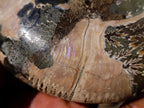 Polished Large Cleoniceras Ammonite Fossil Pairs x 2 pairs From Tulear, Madagascar - Toprock Gemstones and Minerals 