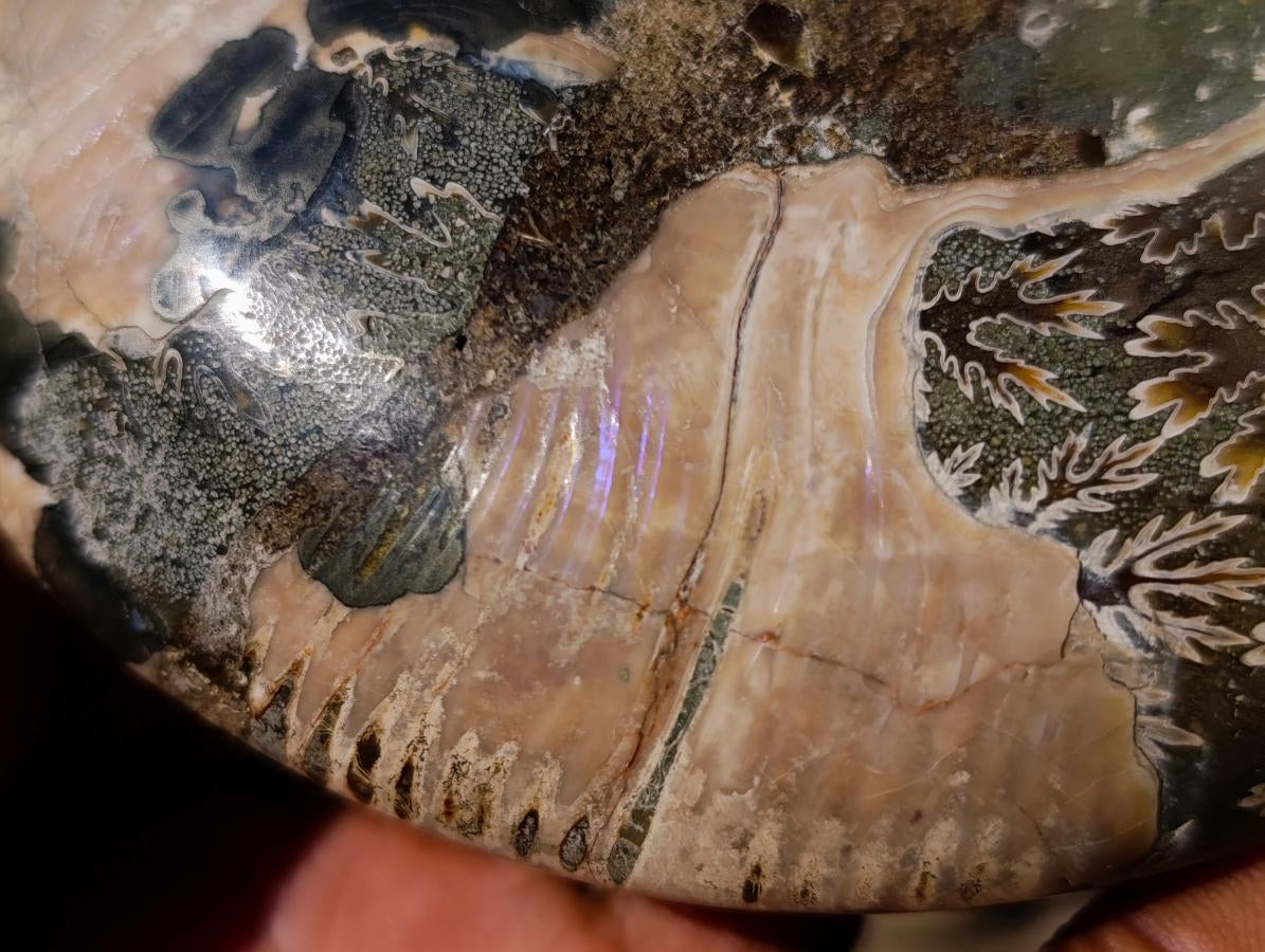 Polished Large Cleoniceras Ammonite Fossil Pairs x 2 pairs From Tulear, Madagascar - Toprock Gemstones and Minerals 