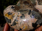 Polished Large Cleoniceras Ammonite Fossil Pairs x 2 pairs From Tulear, Madagascar - Toprock Gemstones and Minerals 