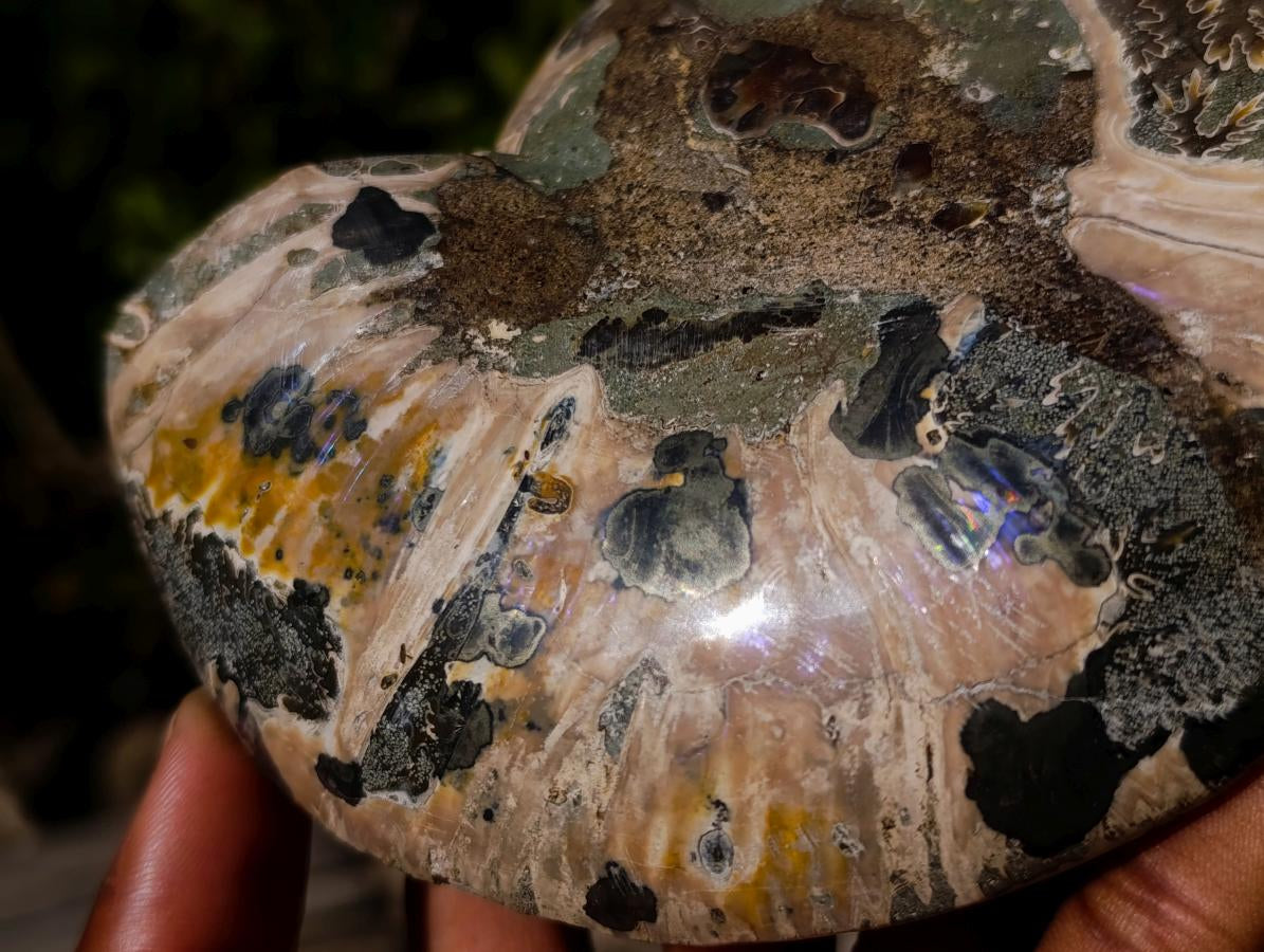 Polished Large Cleoniceras Ammonite Fossil Pairs x 2 pairs From Tulear, Madagascar - Toprock Gemstones and Minerals 