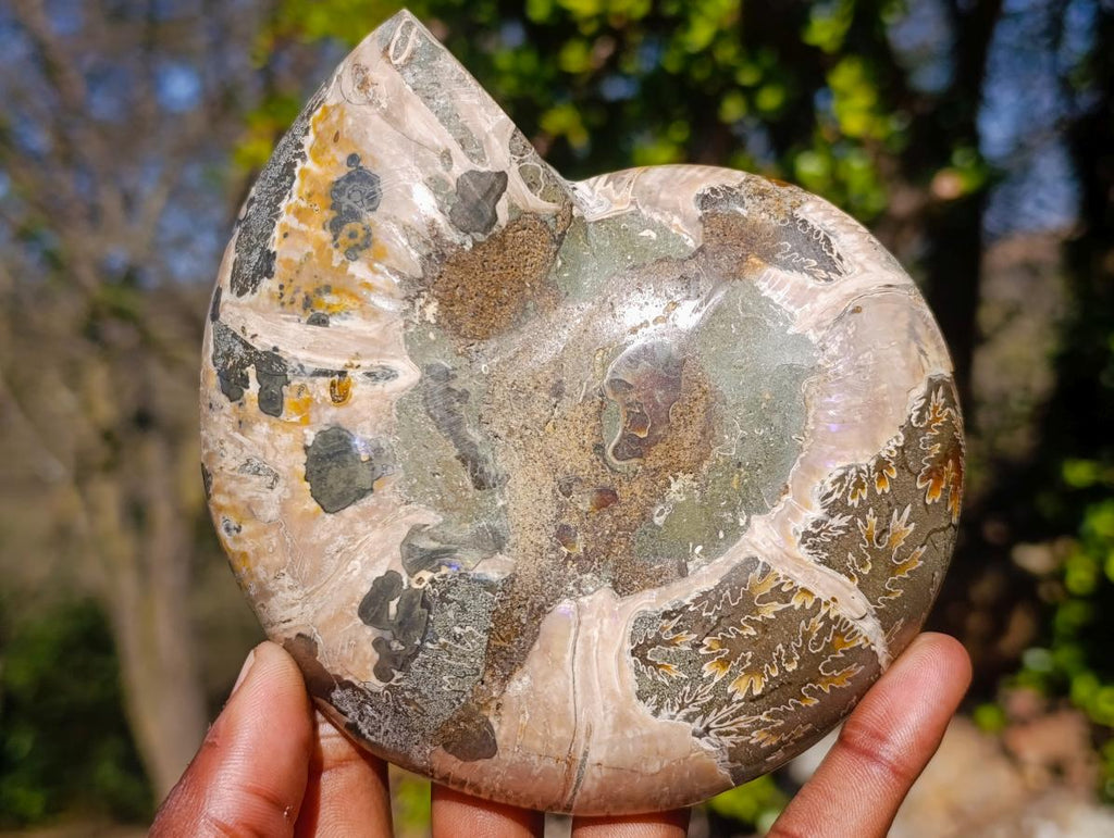 Polished Large Cleoniceras Ammonite Fossil Pairs x 2 pairs From Tulear, Madagascar - Toprock Gemstones and Minerals 