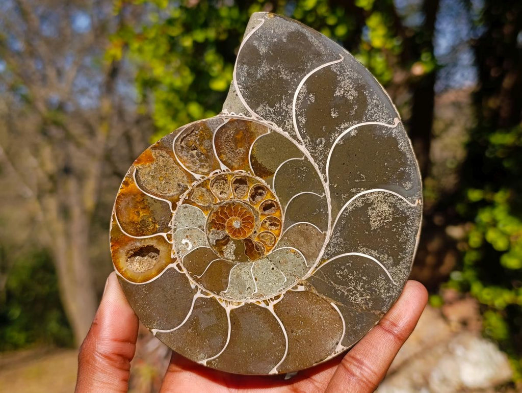 Polished Large Cleoniceras Ammonite Fossil Pairs x 2 pairs From Tulear, Madagascar - Toprock Gemstones and Minerals 