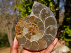 Polished Large Cleoniceras Ammonite Fossil Pairs x 2 pairs From Tulear, Madagascar - Toprock Gemstones and Minerals 