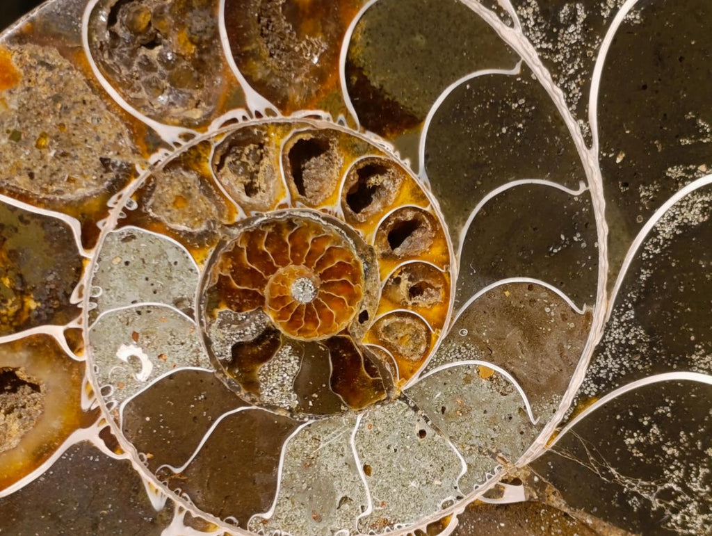 Polished Large Cleoniceras Ammonite Fossil Pairs x 2 pairs From Tulear, Madagascar - Toprock Gemstones and Minerals 