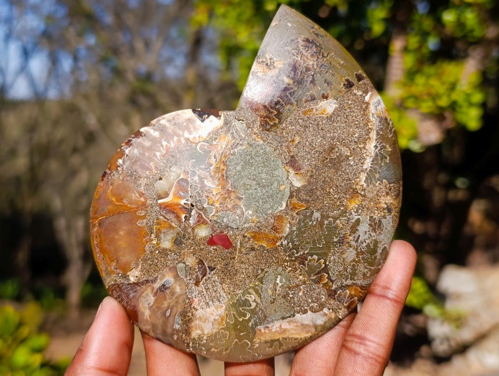 Polished Large Cleoniceras Ammonite Fossil Pairs x 2 pairs From Tulear, Madagascar - Toprock Gemstones and Minerals 