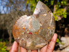 Polished Large Cleoniceras Ammonite Fossil Pairs x 2 pairs From Tulear, Madagascar - Toprock Gemstones and Minerals 