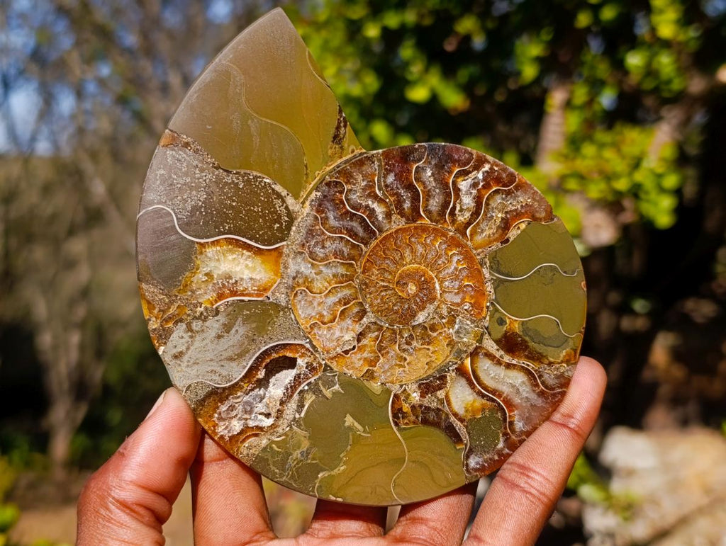 Polished Large Cleoniceras Ammonite Fossil Pairs x 2 pairs From Tulear, Madagascar - Toprock Gemstones and Minerals 