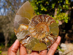 Polished Large Cleoniceras Ammonite Fossil Pairs x 2 pairs From Tulear, Madagascar - Toprock Gemstones and Minerals 