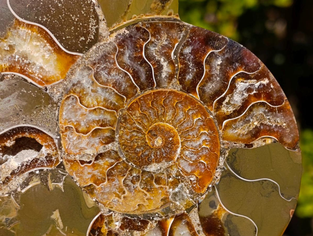 Polished Large Cleoniceras Ammonite Fossil Pairs x 2 pairs From Tulear, Madagascar - Toprock Gemstones and Minerals 