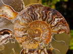 Polished Large Cleoniceras Ammonite Fossil Pairs x 2 pairs From Tulear, Madagascar - Toprock Gemstones and Minerals 