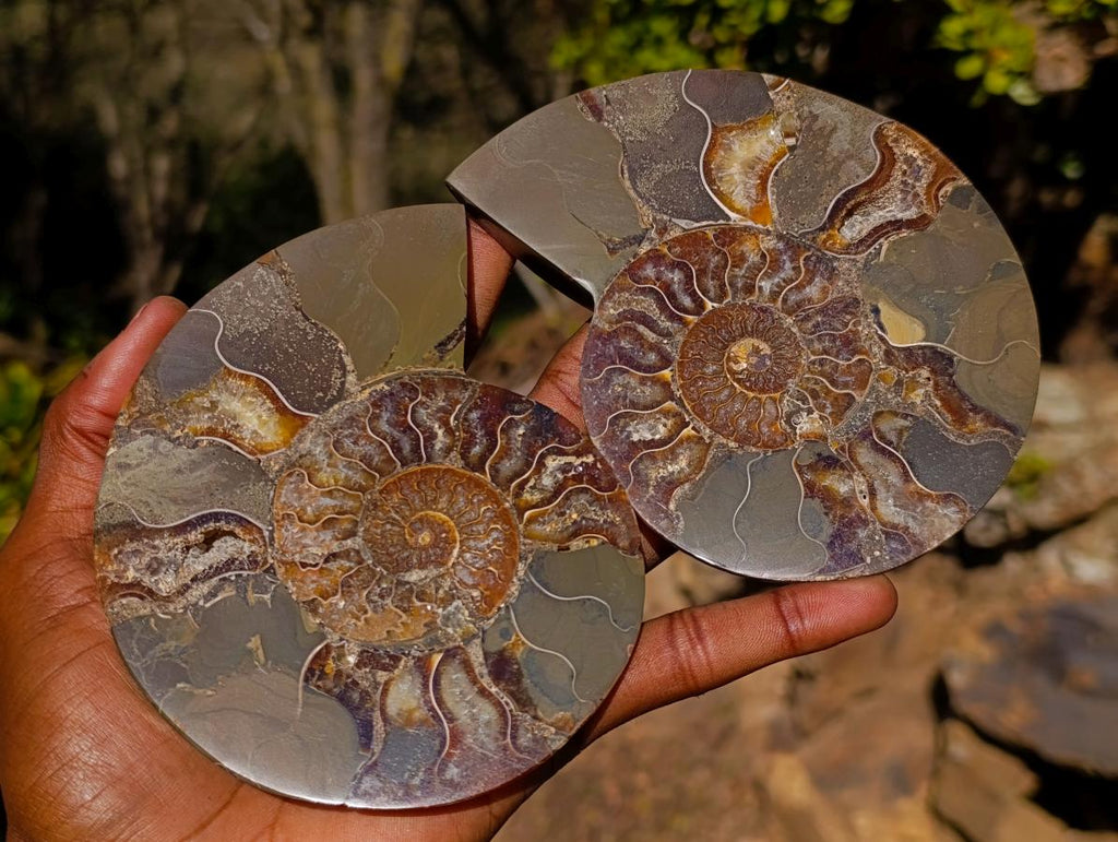 Polished Large Cleoniceras Ammonite Fossil Pairs x 2 pairs From Tulear, Madagascar - Toprock Gemstones and Minerals 