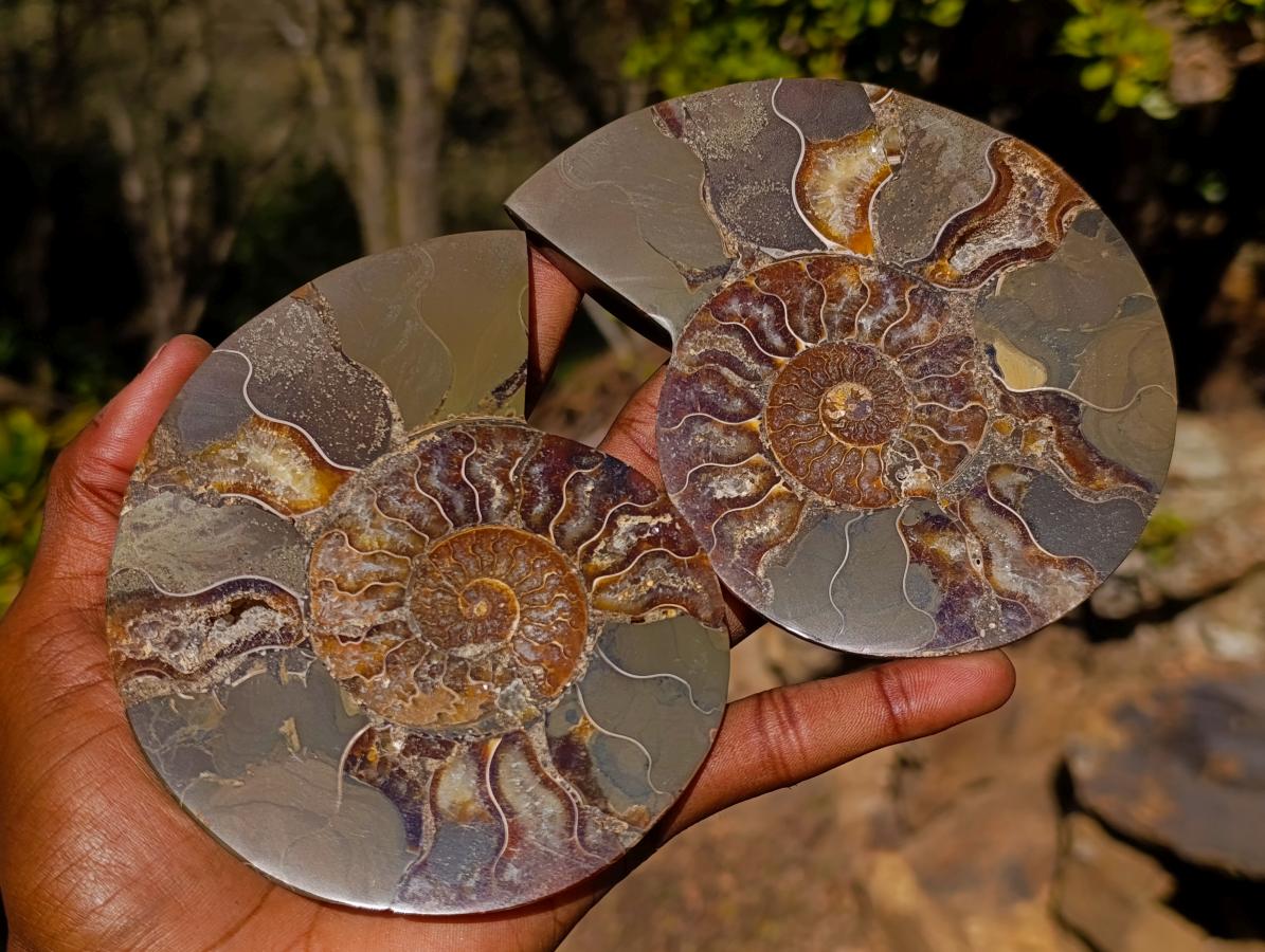 Polished Large Cleoniceras Ammonite Fossil Pairs x 2 pairs From Tulear, Madagascar - Toprock Gemstones and Minerals 