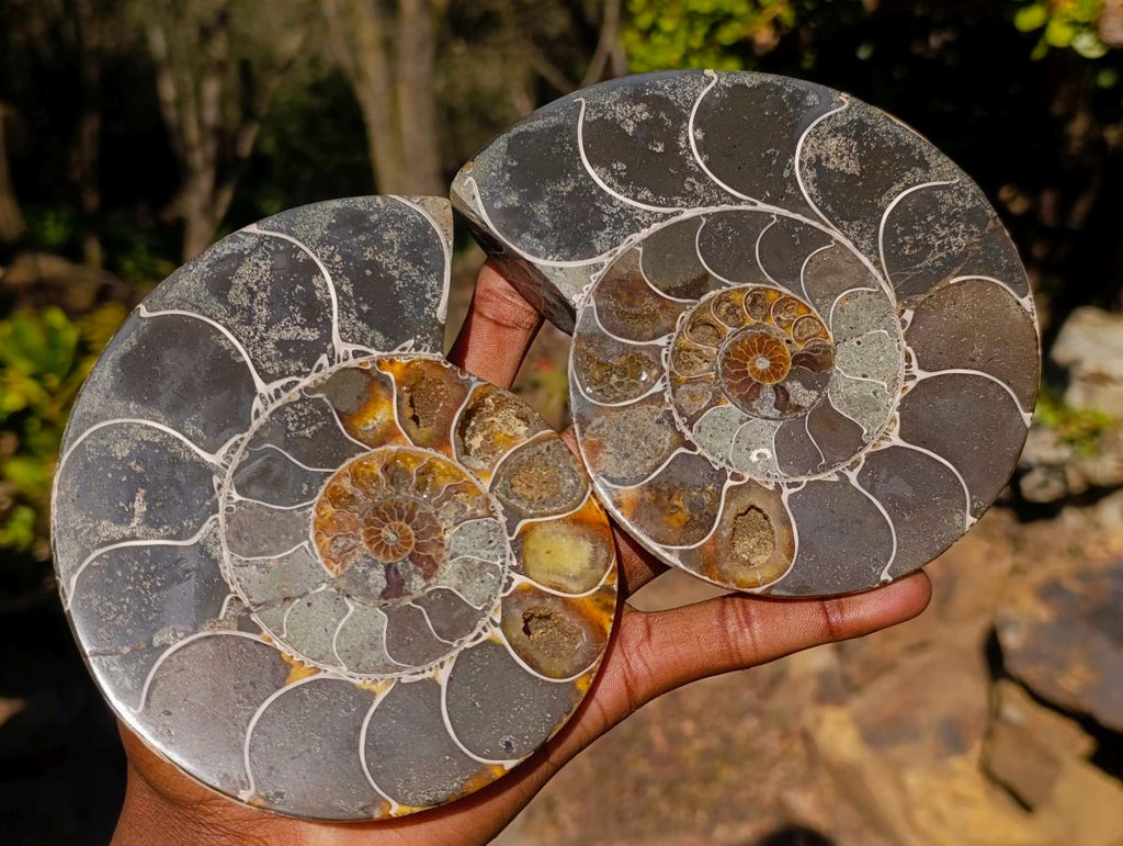Polished Large Cleoniceras Ammonite Fossil Pairs x 2 pairs From Tulear, Madagascar - Toprock Gemstones and Minerals 