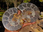 Polished Large Cleoniceras Ammonite Fossil Pairs x 2 pairs From Tulear, Madagascar - Toprock Gemstones and Minerals 