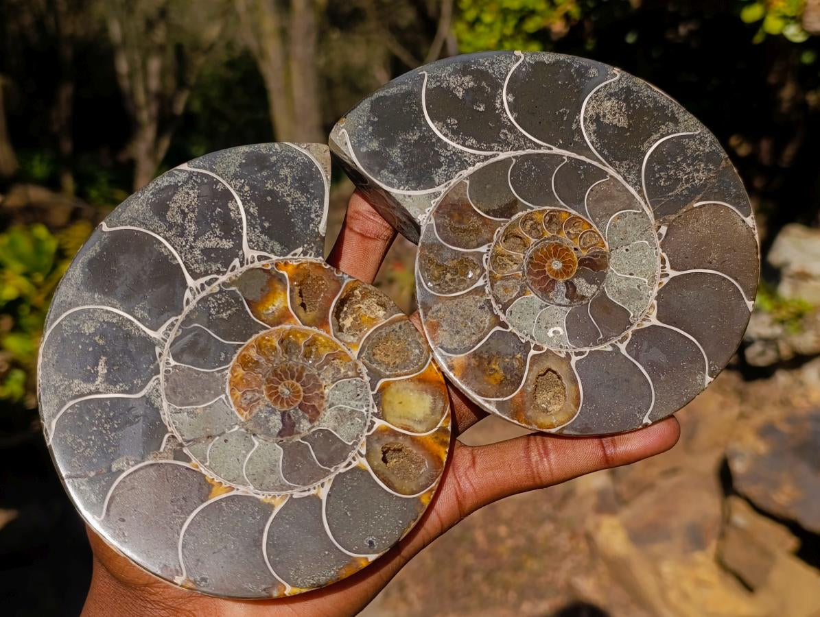Polished Large Cleoniceras Ammonite Fossil Pairs x 2 pairs From Tulear, Madagascar - Toprock Gemstones and Minerals 