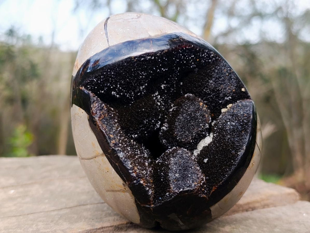Polished and Natural Septerye Sauvage "Dragons Egg" Geodes x 2 From Mahajanga, Madagascar - Toprock Gemstones and Minerals 