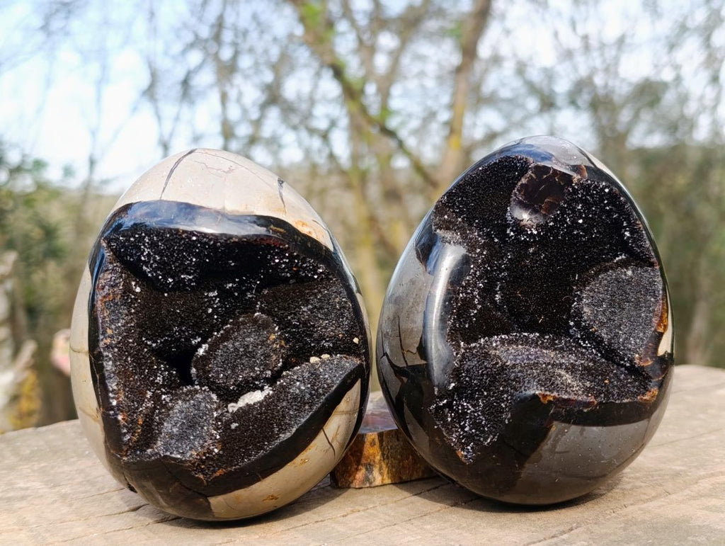 Polished and Natural Septerye Sauvage "Dragons Egg" Geodes x 2 From Mahajanga, Madagascar - Toprock Gemstones and Minerals 