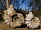 Natural Douvilleiceras Ammolite Ammonite Fossils x 6 From Maintirano, Madagascar - Toprock Gemstones and Minerals 