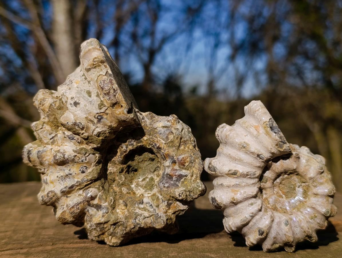 Natural Douvilleiceras Ammolite Ammonite Fossils x 6 From Maintirano, Madagascar - Toprock Gemstones and Minerals 