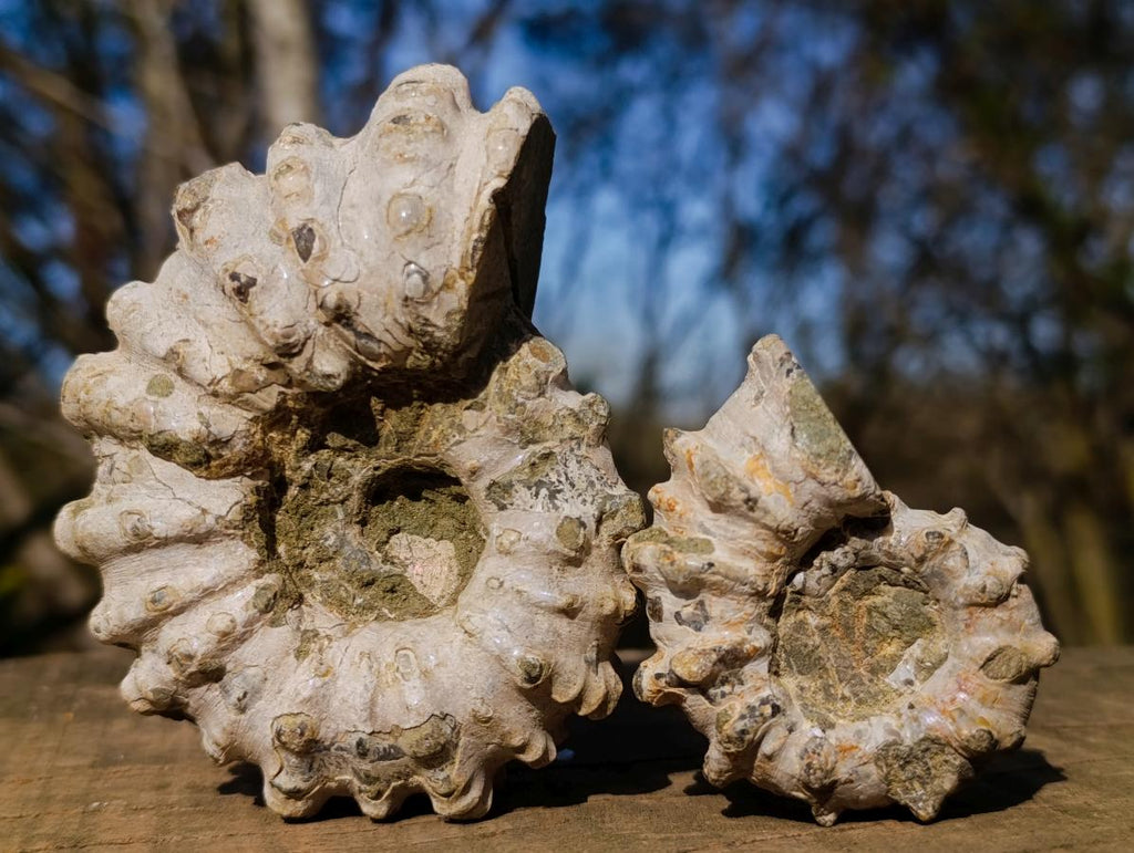 Natural Douvilleiceras Ammolite Ammonite Fossils x 6 From Maintirano, Madagascar - Toprock Gemstones and Minerals 