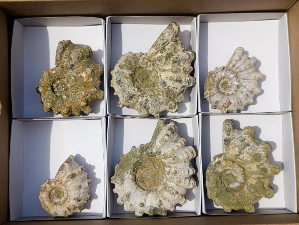 Natural Douvilleiceras Ammolite Ammonite Fossils x 6 From Maintirano, Madagascar - Toprock Gemstones and Minerals 