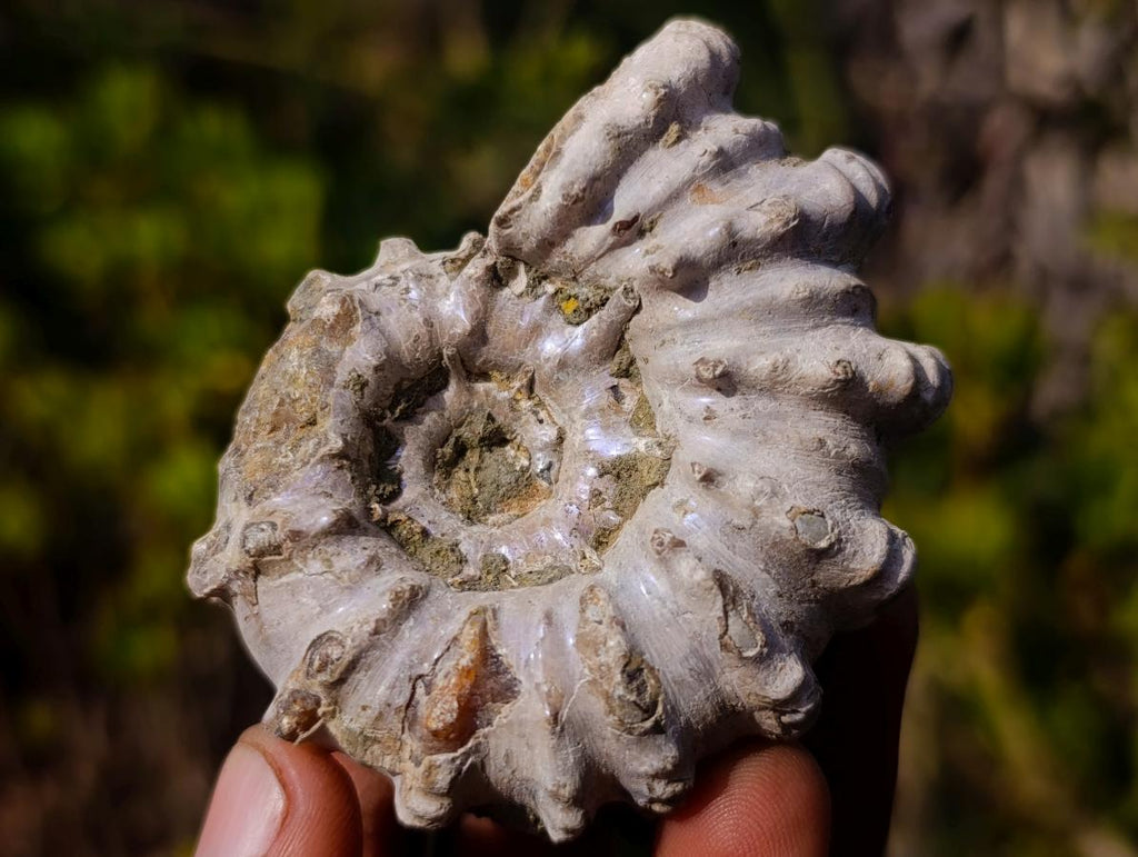 Natural Douvilleiceras Ammolite Ammonite Fossils x 6 From Maintirano, Madagascar - Toprock Gemstones and Minerals 