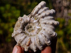 Natural Douvilleiceras Ammolite Ammonite Fossils x 6 From Maintirano, Madagascar - Toprock Gemstones and Minerals 