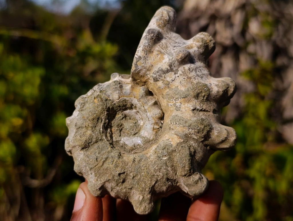 Natural Douvilleiceras Ammolite Ammonite Fossils x 6 From Maintirano, Madagascar - Toprock Gemstones and Minerals 