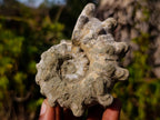 Natural Douvilleiceras Ammolite Ammonite Fossils x 6 From Maintirano, Madagascar - Toprock Gemstones and Minerals 