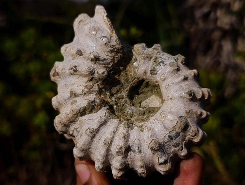 Natural Douvilleiceras Ammolite Ammonite Fossils x 6 From Maintirano, Madagascar - Toprock Gemstones and Minerals 
