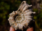Natural Douvilleiceras Ammolite Ammonite Fossils x 6 From Maintirano, Madagascar - Toprock Gemstones and Minerals 