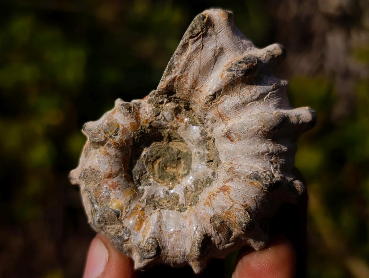 Natural Douvilleiceras Ammolite Ammonite Fossils x 6 From Maintirano, Madagascar - Toprock Gemstones and Minerals 