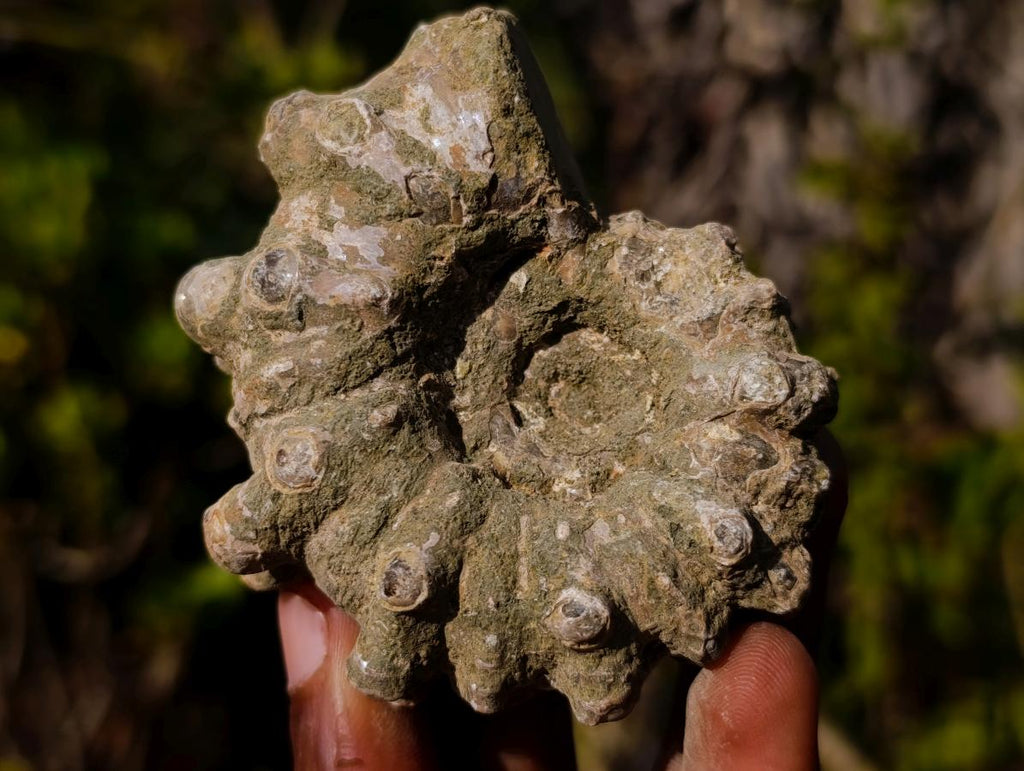 Natural Douvilleiceras Ammolite Ammonite Fossils x 6 From Maintirano, Madagascar - Toprock Gemstones and Minerals 