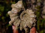 Natural Douvilleiceras Ammolite Ammonite Fossils x 6 From Maintirano, Madagascar - Toprock Gemstones and Minerals 
