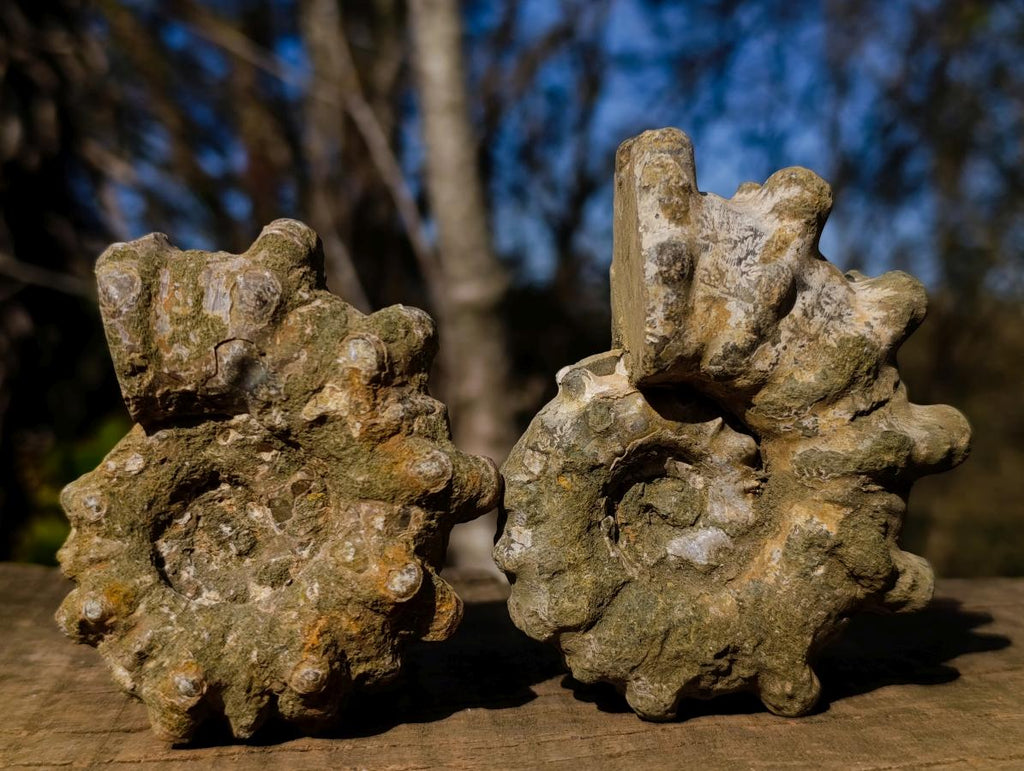 Natural Douvilleiceras Ammolite Ammonite Fossils x 6 From Maintirano, Madagascar - Toprock Gemstones and Minerals 