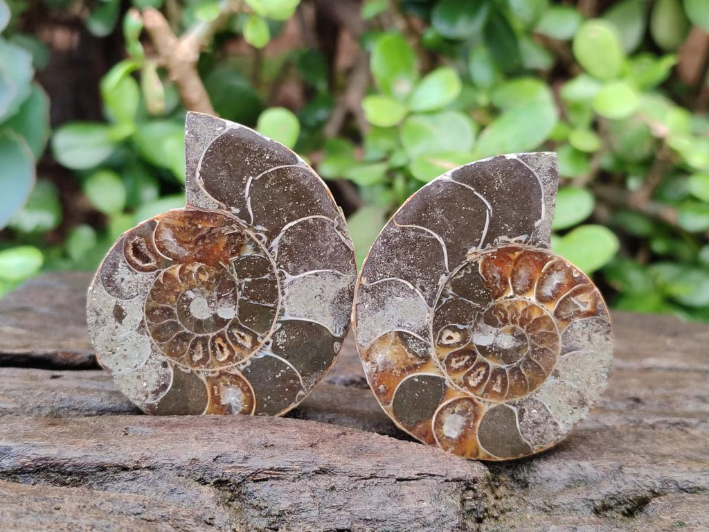 Polished Cleoniceras Ammonite Fossil Pairs x 7 From Tulear, Madagascar - Toprock Gemstones and Minerals 