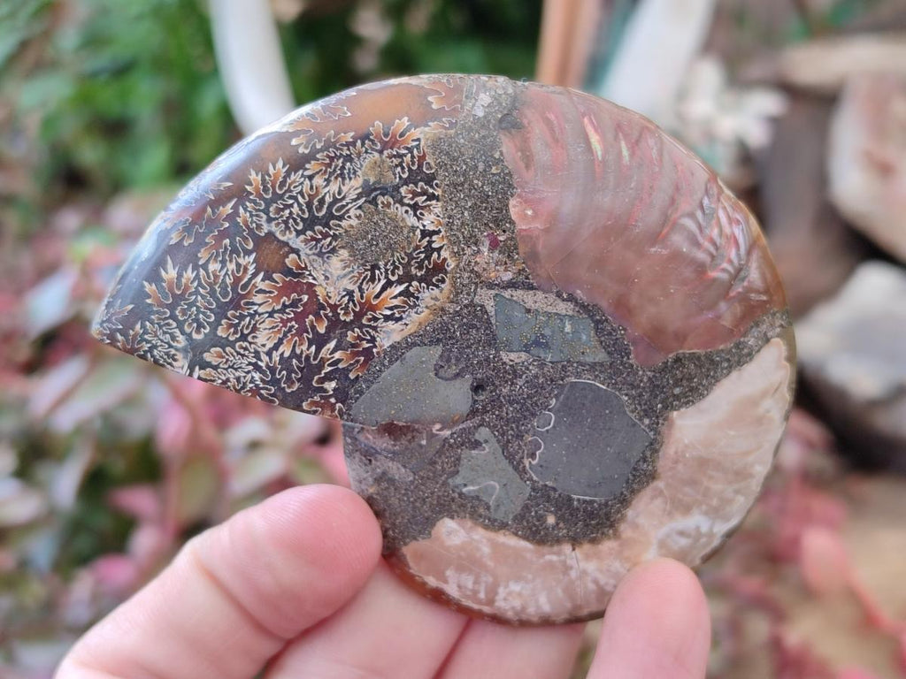 Polished Cleoniceras Ammonite Fossil Pairs x 7 From Tulear, Madagascar - Toprock Gemstones and Minerals 