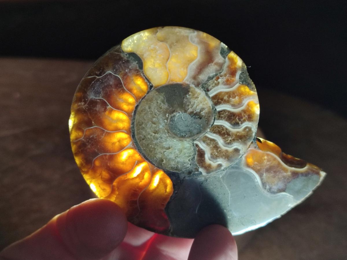 Polished Cleoniceras Ammonite Fossil Pairs x 7 From Tulear, Madagascar - Toprock Gemstones and Minerals 