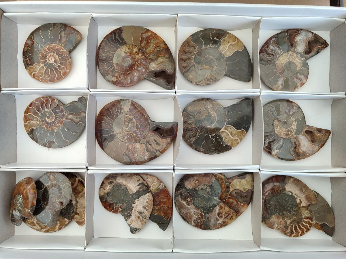 Polished Cleoniceras Ammonite Fossil Pairs x 7 From Tulear, Madagascar - Toprock Gemstones and Minerals 