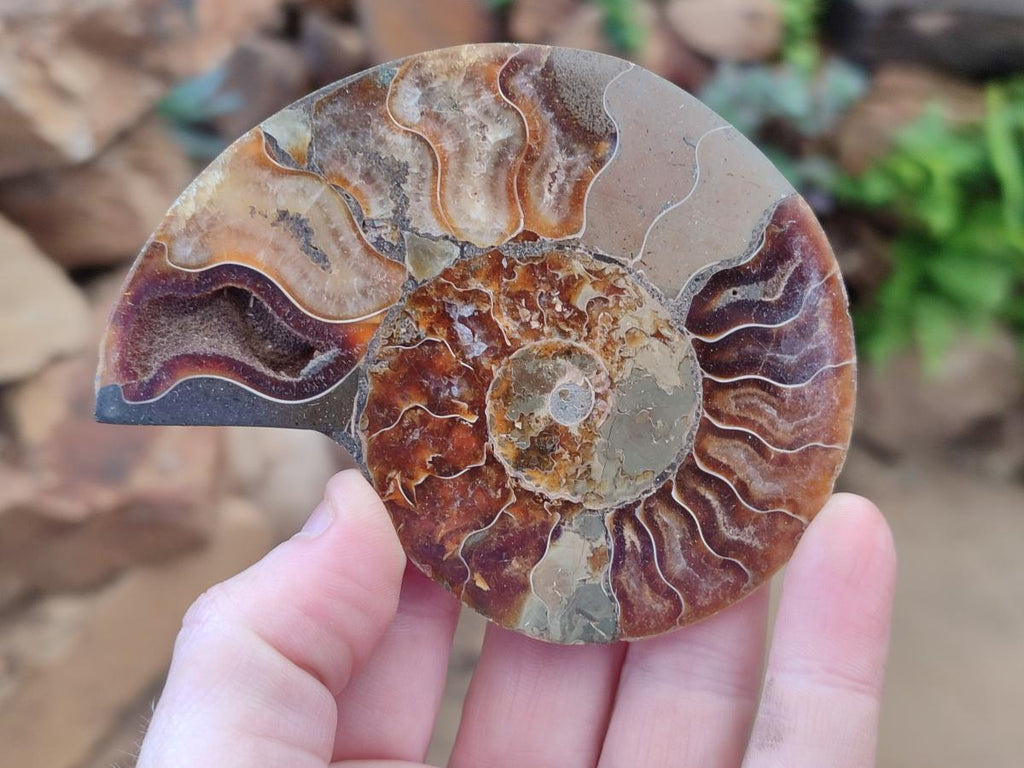 Polished Cleoniceras Ammonite Fossil Pairs x 7 From Tulear, Madagascar - Toprock Gemstones and Minerals 