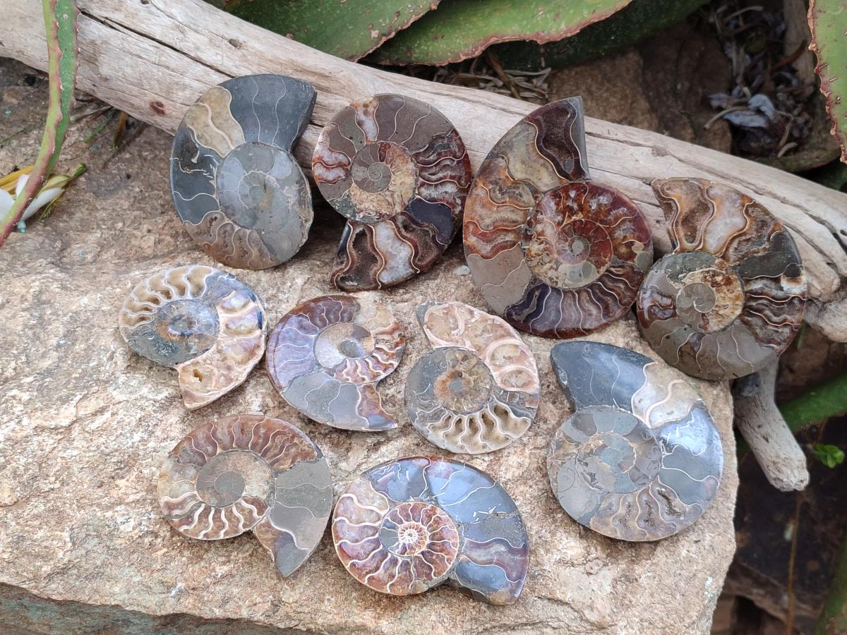 Polished Cleoniceras Ammonite Fossil Pairs x 7 From Tulear, Madagascar - Toprock Gemstones and Minerals 