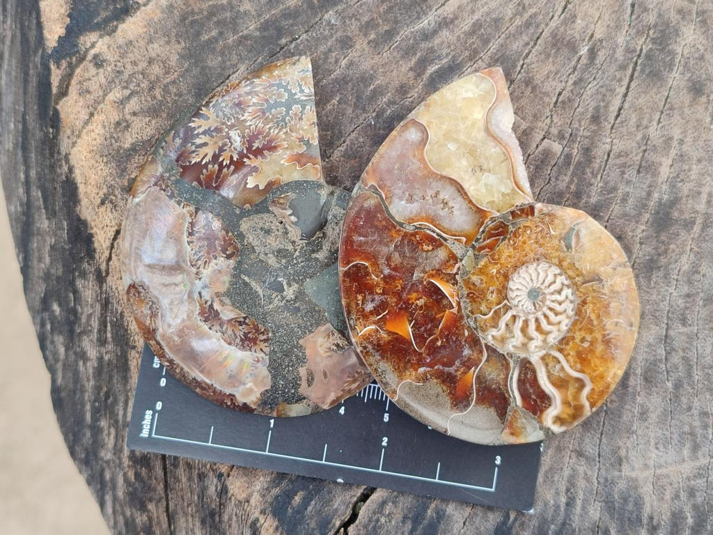 Polished Cleoniceras Ammonite Fossil Pairs x 7 From Tulear, Madagascar - Toprock Gemstones and Minerals 