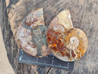 Polished Cleoniceras Ammonite Fossil Pairs x 7 From Tulear, Madagascar - Toprock Gemstones and Minerals 