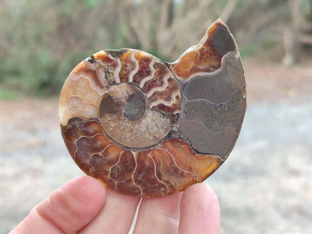 Polished Cleoniceras Ammonite Fossil Pairs x 7 From Tulear, Madagascar - Toprock Gemstones and Minerals 